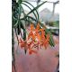 Renantanda MD's Tickled Tangerine