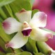 Fiche de culture de l'orchidée PESCORANTHES