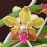 Vanda M. V. Tannins