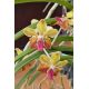 Vanda M. V. Tannins
