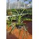 Vanda M. V. Tannins