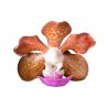 Vanda insignis
