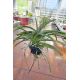 Perreiraara Rapeepath 'Yellow' double plante