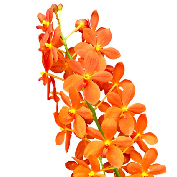 Renantanda Jairak Orange