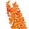 Renantanda Jairak Orange