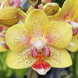 Phalaenopsis MINI Big Bang