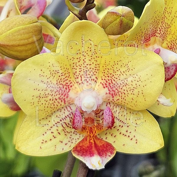 Phalaenopsis MINI Big Bang