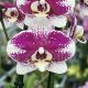 Phalaenopsis Barcelone