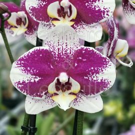 Phalaenopsis Barcelone