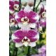 Phalaenopsis Barcelone