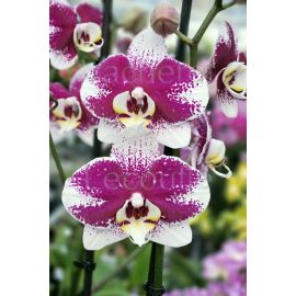 Phalaenopsis Barcelone