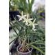 Cattleya Jairak Snow (Bc.)