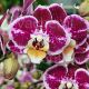 Phalaenopsis Bubbles
