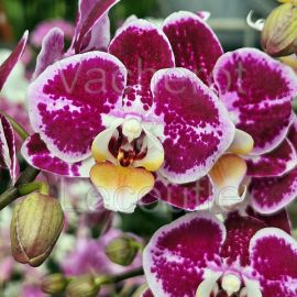 Phalaenopsis Bubbles