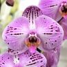 Phalaenopsis Cassie