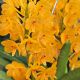 Ascocentrum miniatum