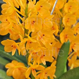 Ascocentrum miniatum