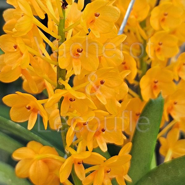 Ascocentrum miniatum