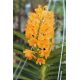 Ascocentrum miniatum