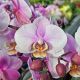 Phalaenopsis Angelo double plante