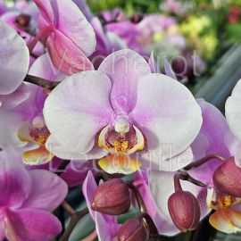 Phalaenopsis Angelo double plante