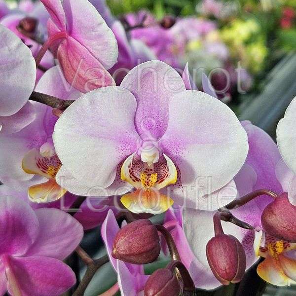 Phalaenopsis Angelo double plante