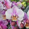 Phalaenopsis Angelo double plante