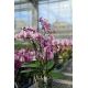 Phalaenopsis Angelo double plante