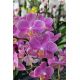 Phalaenopsis Aroma 'Sweet Dream'