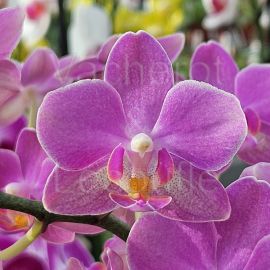 Phalaenopsis Aroma 'Sweet Dream'