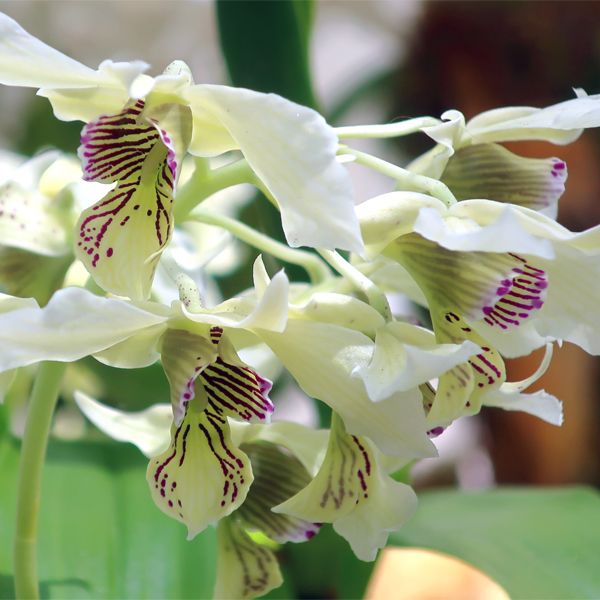 Dendrobium Roy Tokunaga