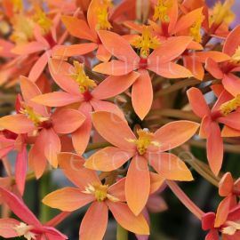 Epidendrum Ballerina 'Sunrise'