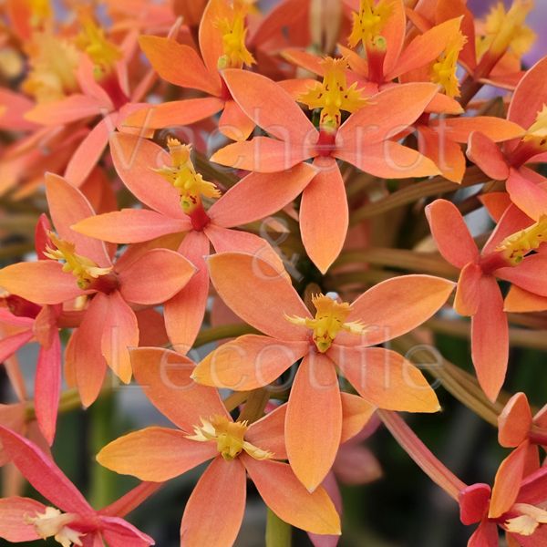 Epidendrum Ballerina 'Sunrise'
