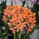 Epidendrum Ballerina 'Sunrise'