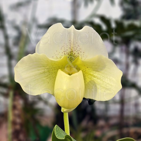 Paphiopedilum White Lady