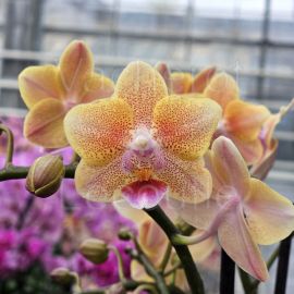 Phalaenopsis Aroma 'Peach Freckles'