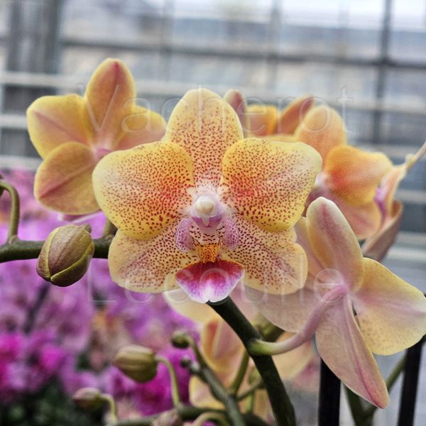 Phalaenopsis Aroma 'Peach Freckles'