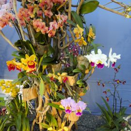 2025-12-10 Noël à Boissy