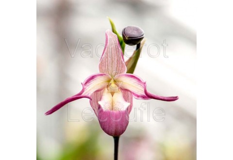 Phragmipedium Sedenii DIVISION PLANTE MERE