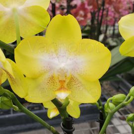 Phalaenopsis Arezzo