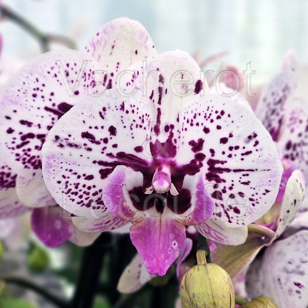 Phalaenopsis Athena