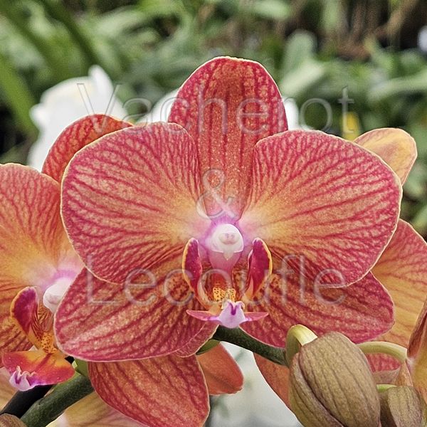 Phalaenopsis Eos