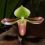 Paphiopedilum mastersianum