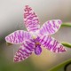 Phalaenopsis lueddemanniana