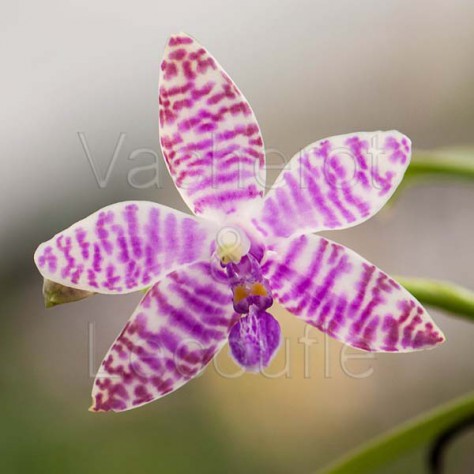 Phalaenopsis lueddemanniana