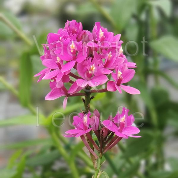 Epidendrum Ballerina 'Magenta Queen'