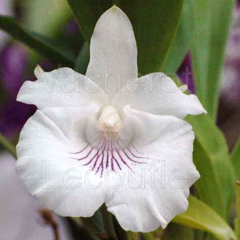 Fiche de culture de l'orchidée COCHLEANTHES