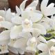 Cymbidium Ice Dance