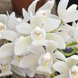 Cymbidium Ice Dance