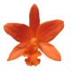Cattleya Young-Min Orange 'Golden Satisfaction' AM/AOS (Blc.)